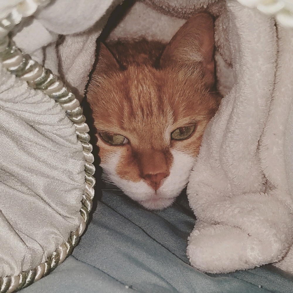 Meet your Posher, Stephanie